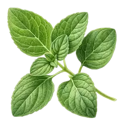 Imagen PNG para descargar